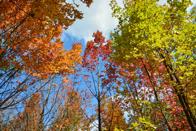 昆明周邊3日游：親子農耕勞動，植物世界探秘，繪畫美麗家園！
