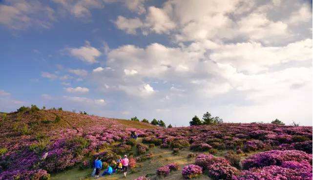 馬鹿塘杜鵑花海 馬鹿塘杜鵑花海