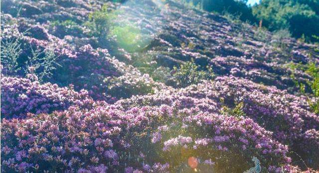 馬鹿塘杜鵑花海 馬鹿塘杜鵑花海
