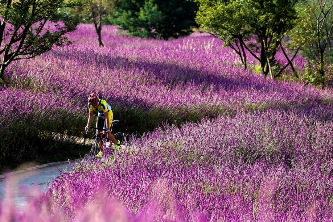 賞花踏青、網紅樂園、休閑度假…這5個地方讓你的周末嗨起來！
