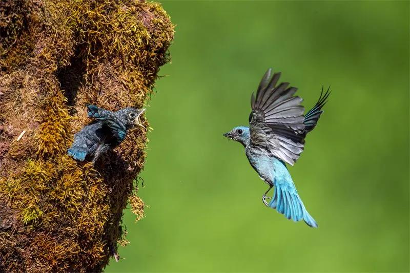 探秘《云南蟲(chóng)谷》中的神奇動(dòng)植物   昆明傳媒公司