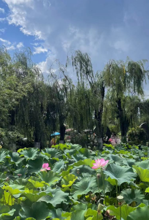 昆明旅行團,昆明策劃公司,昆明拓展公司:前往昆明西山大觀樓賞“映日荷花別樣紅”解鎖不一樣的夏天