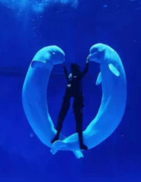 昆明旅行團(tuán),昆明策劃公司,昆明拓展公司:這個(gè)夏天，在云南昆明西山滇池旁融創(chuàng)海世界體驗(yàn)海洋世界生活！