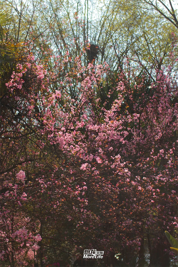 云南旅游,云旅行社,云南團(tuán)建公司,云南會(huì)議公司,云南策劃公司,昆明旅游,昆明旅行社,昆明團(tuán)建公司,昆明會(huì)議公司：想和你去海棠花下坐坐，哪怕什么話都不說